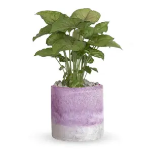 Lavender Frost Decorative Plant Vase