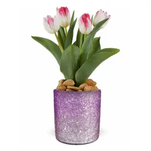 Dreamy Tulip Plant Collection Delight